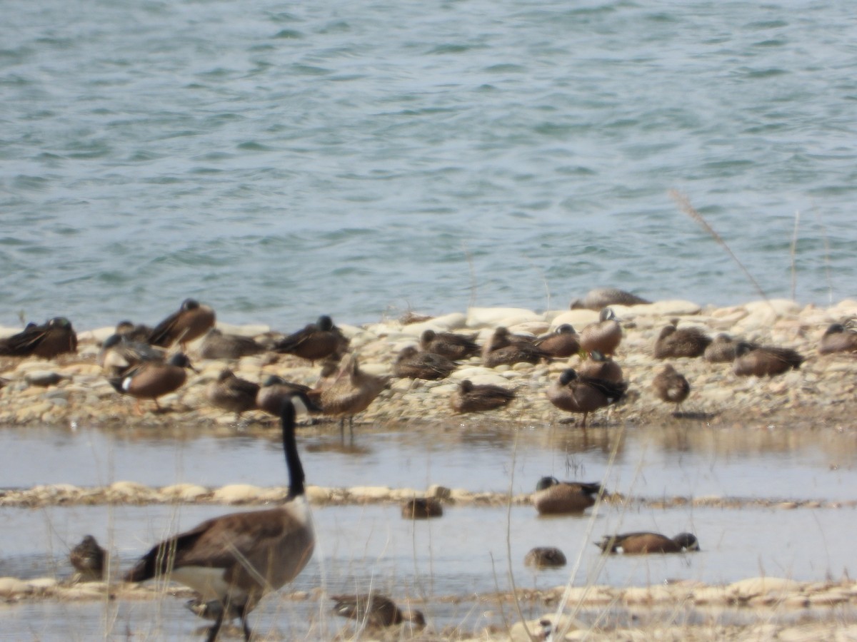 Marbled Godwit - ML563162631