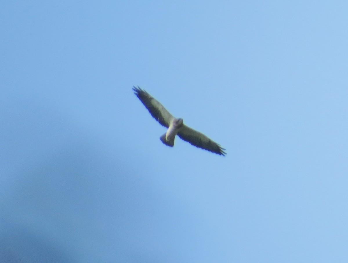 Swainson's Hawk - ML563163141