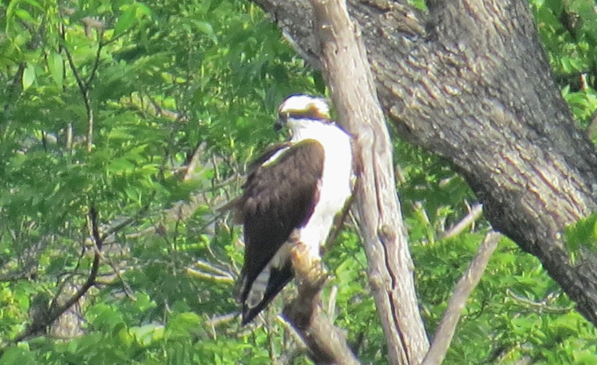 Osprey - ML563163181