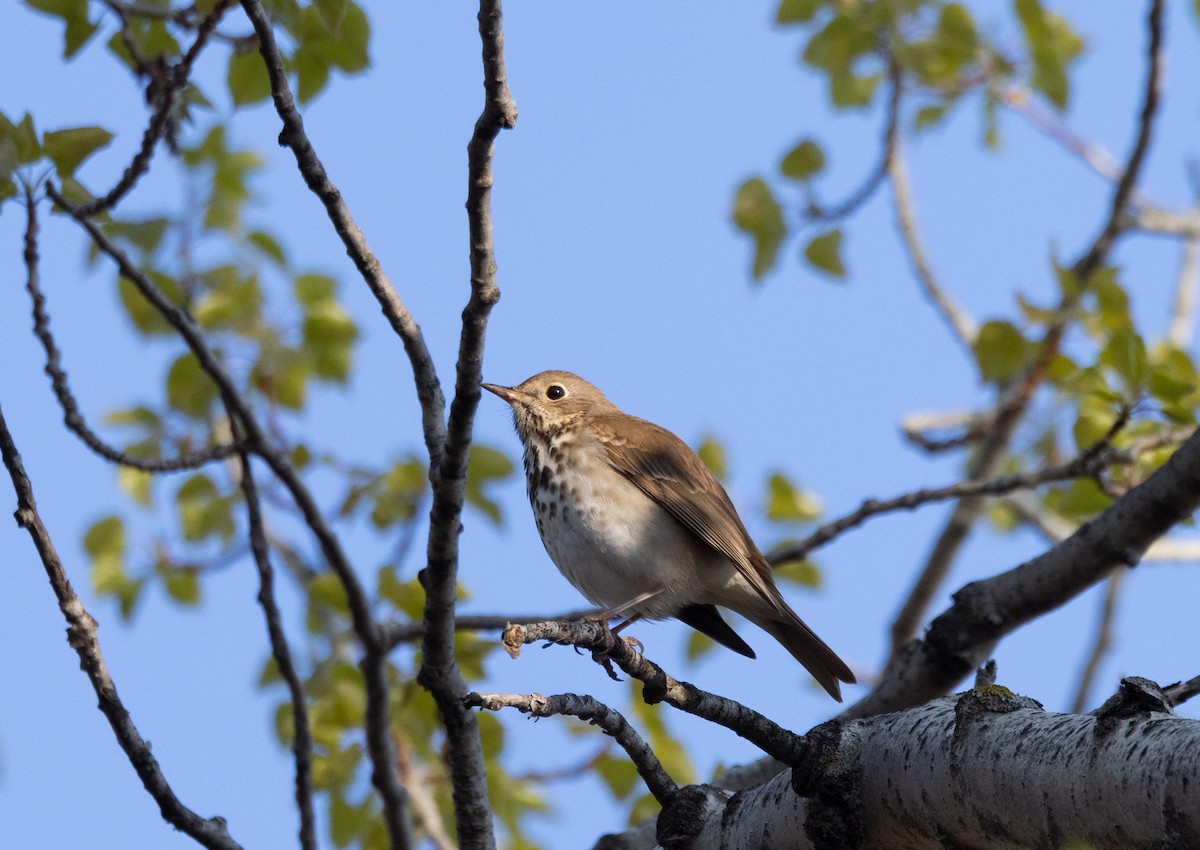 Hermit Thrush - ML563164371