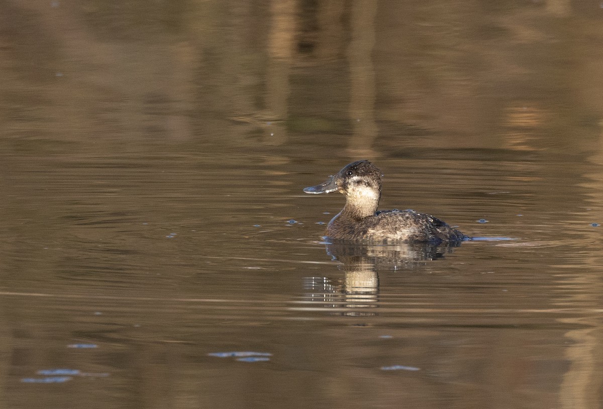 Ruddy Duck - Sylvie Martel / Gaétan Giroux