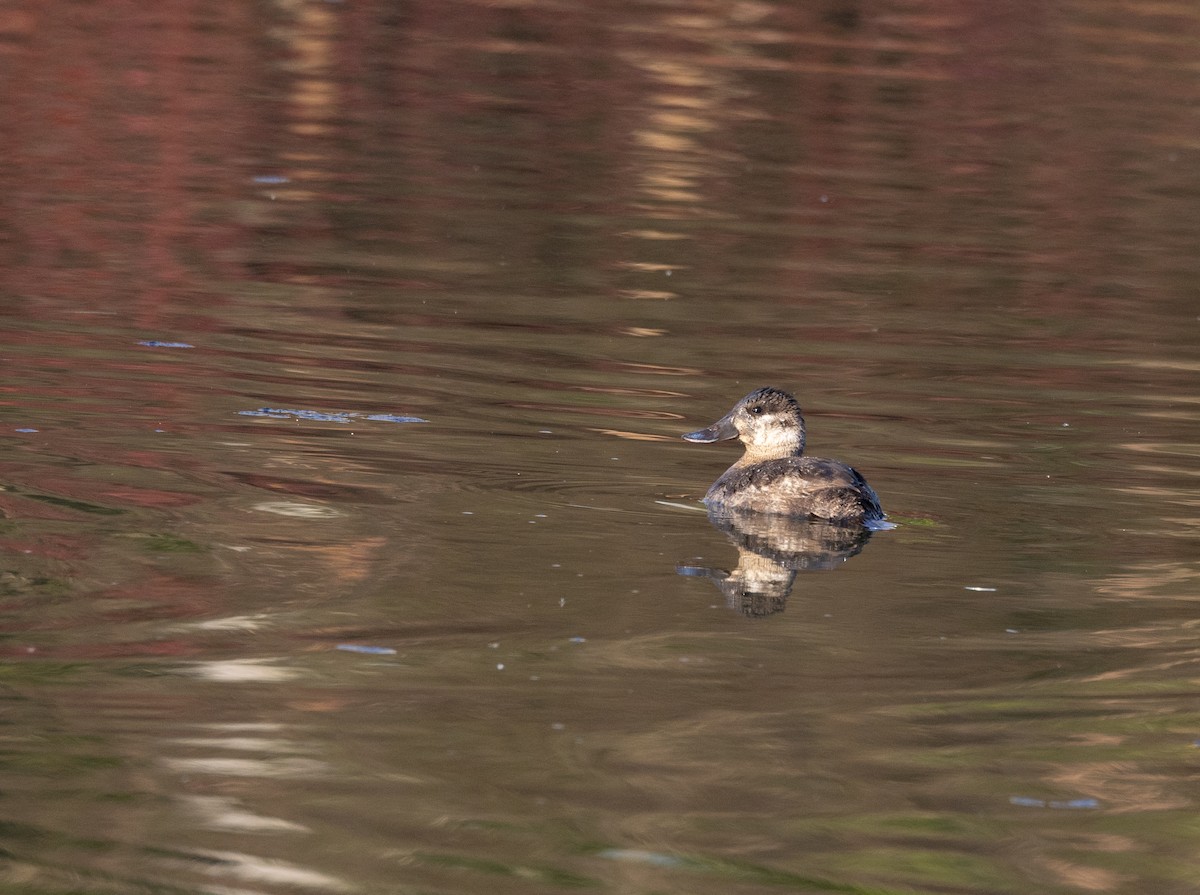 Ruddy Duck - ML563165011