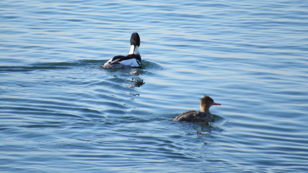 Red-breasted Merganser - ML563166201