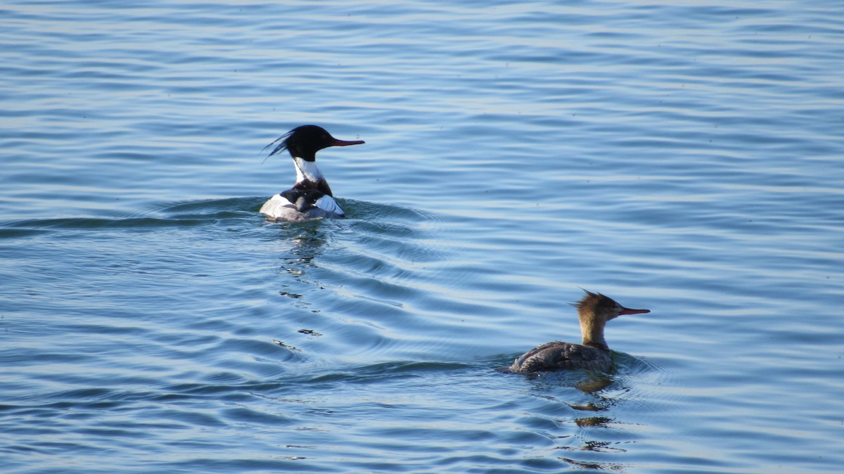 Red-breasted Merganser - Rena Sherring