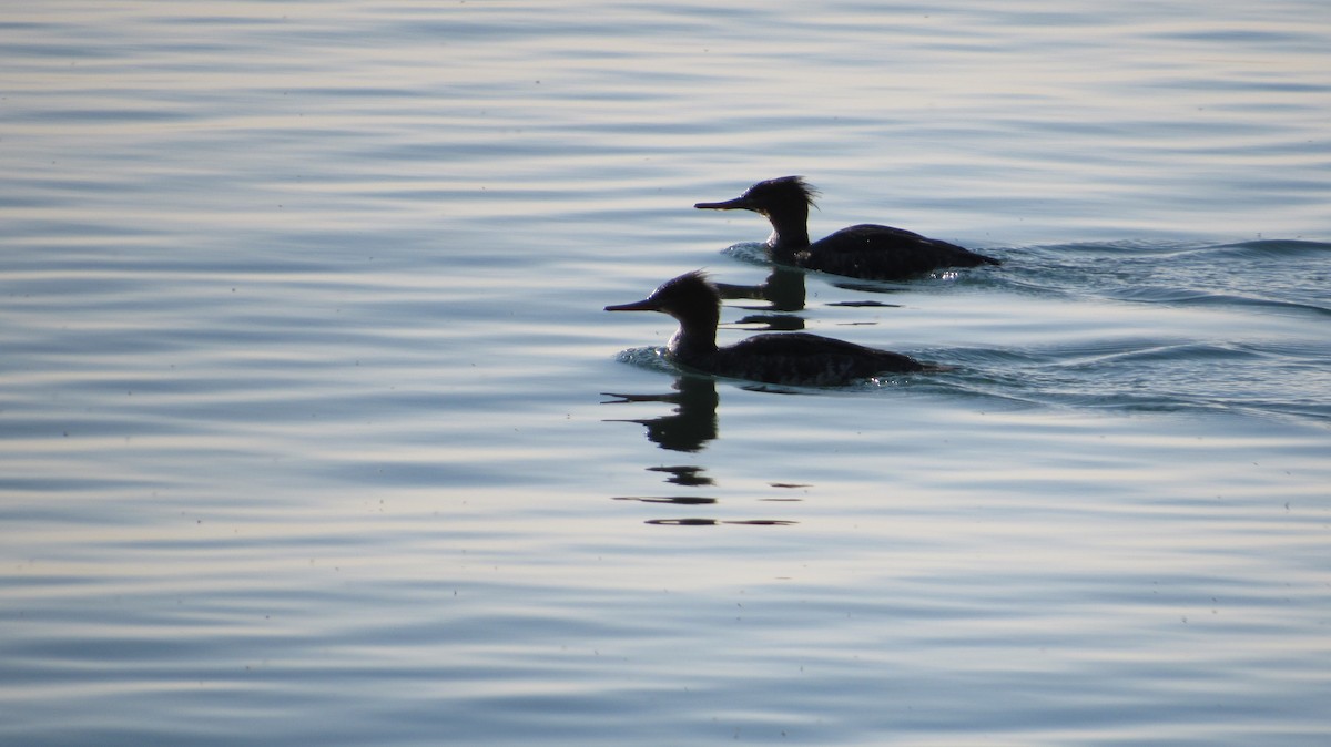 Red-breasted Merganser - ML563166231