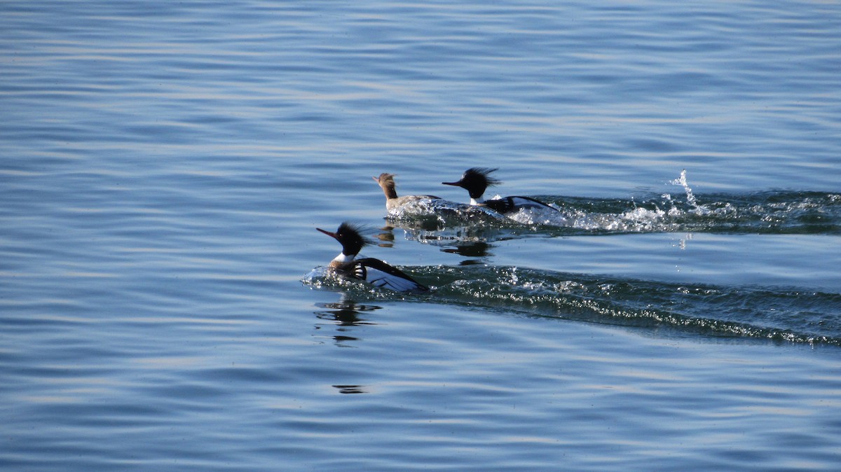 Red-breasted Merganser - Rena Sherring