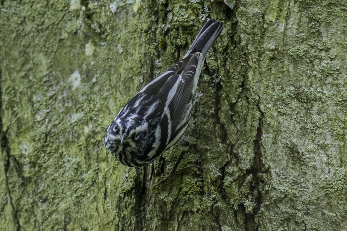 Black-and-white Warbler - ML56316711