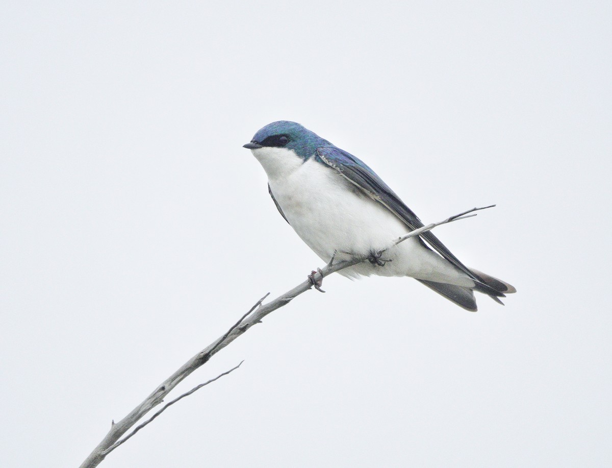 Tree Swallow - Jim Carroll