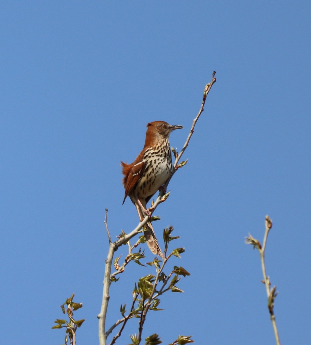 Brown Thrasher - ML563169401