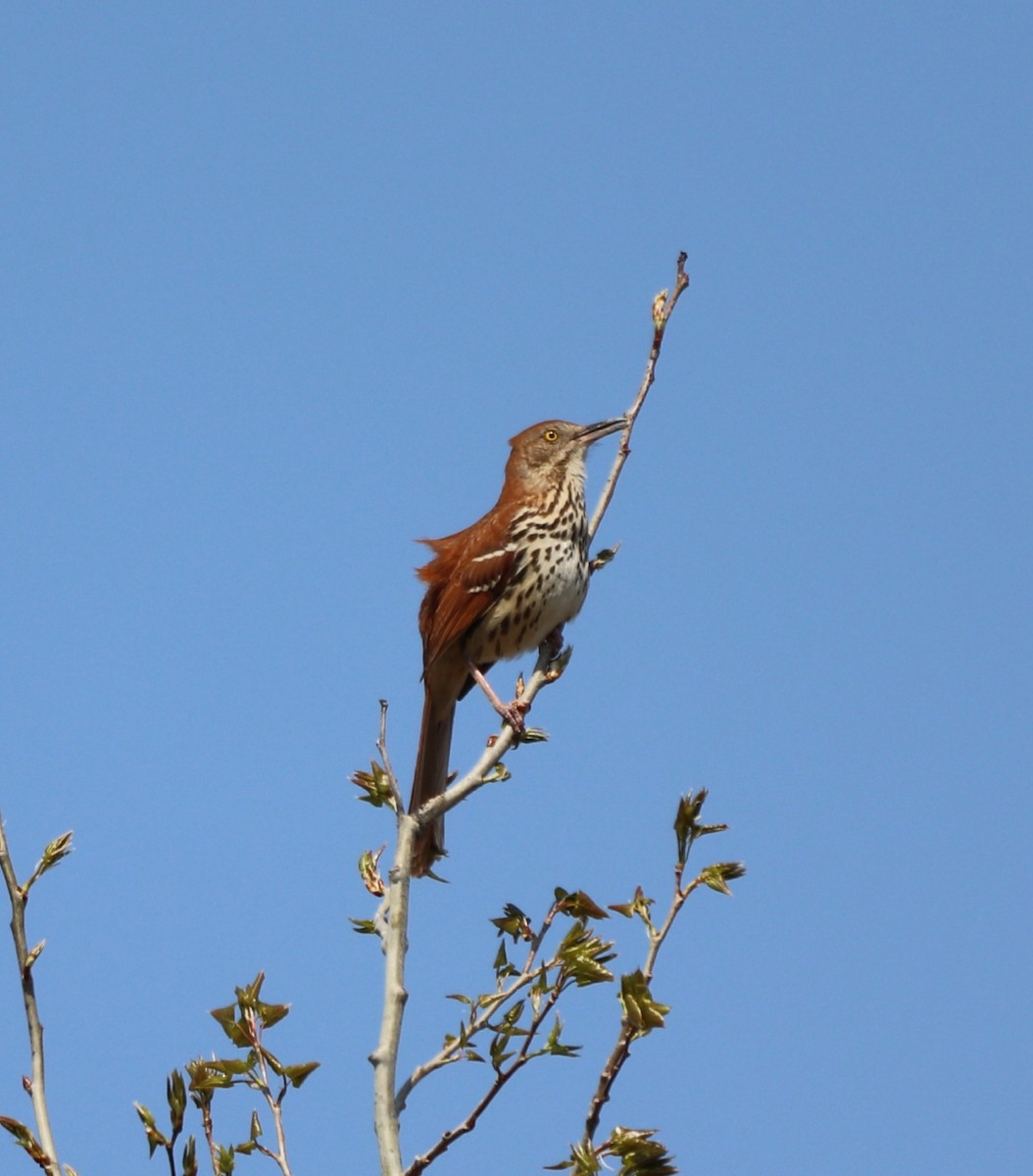 Brown Thrasher - ML563169421