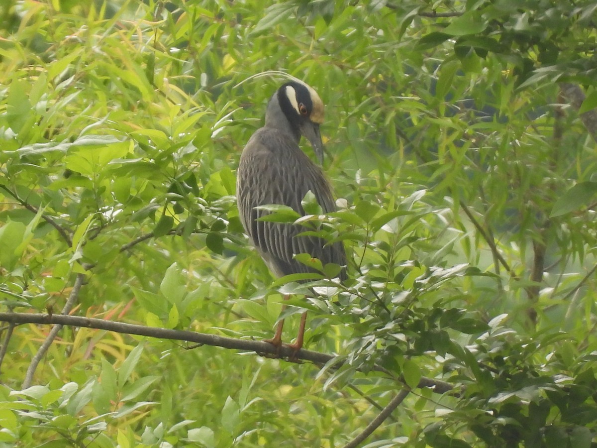 Yellow-crowned Night Heron - ML563169811