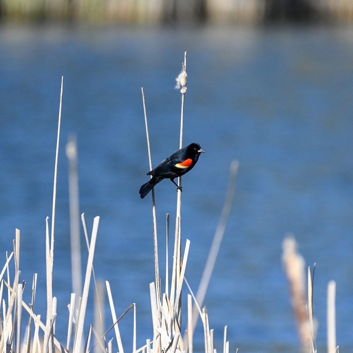 Red-winged Blackbird - ML563170531