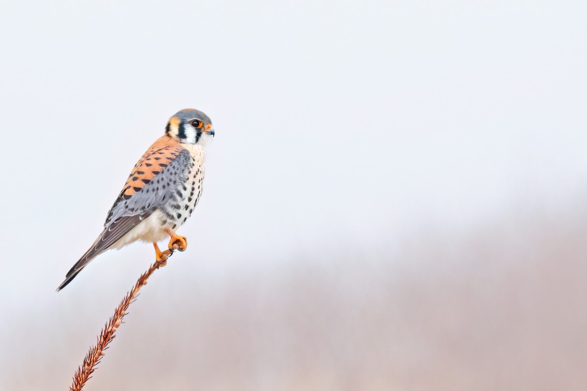 American Kestrel - Albini Couture