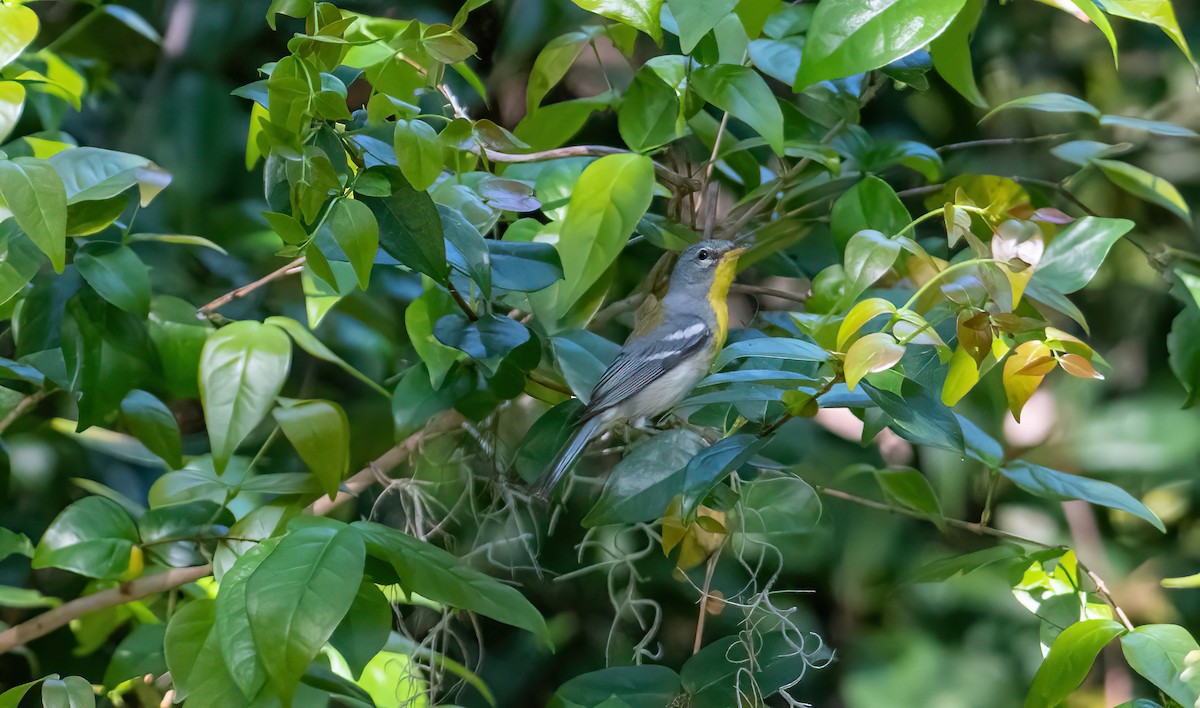 Northern Parula - ML563171311