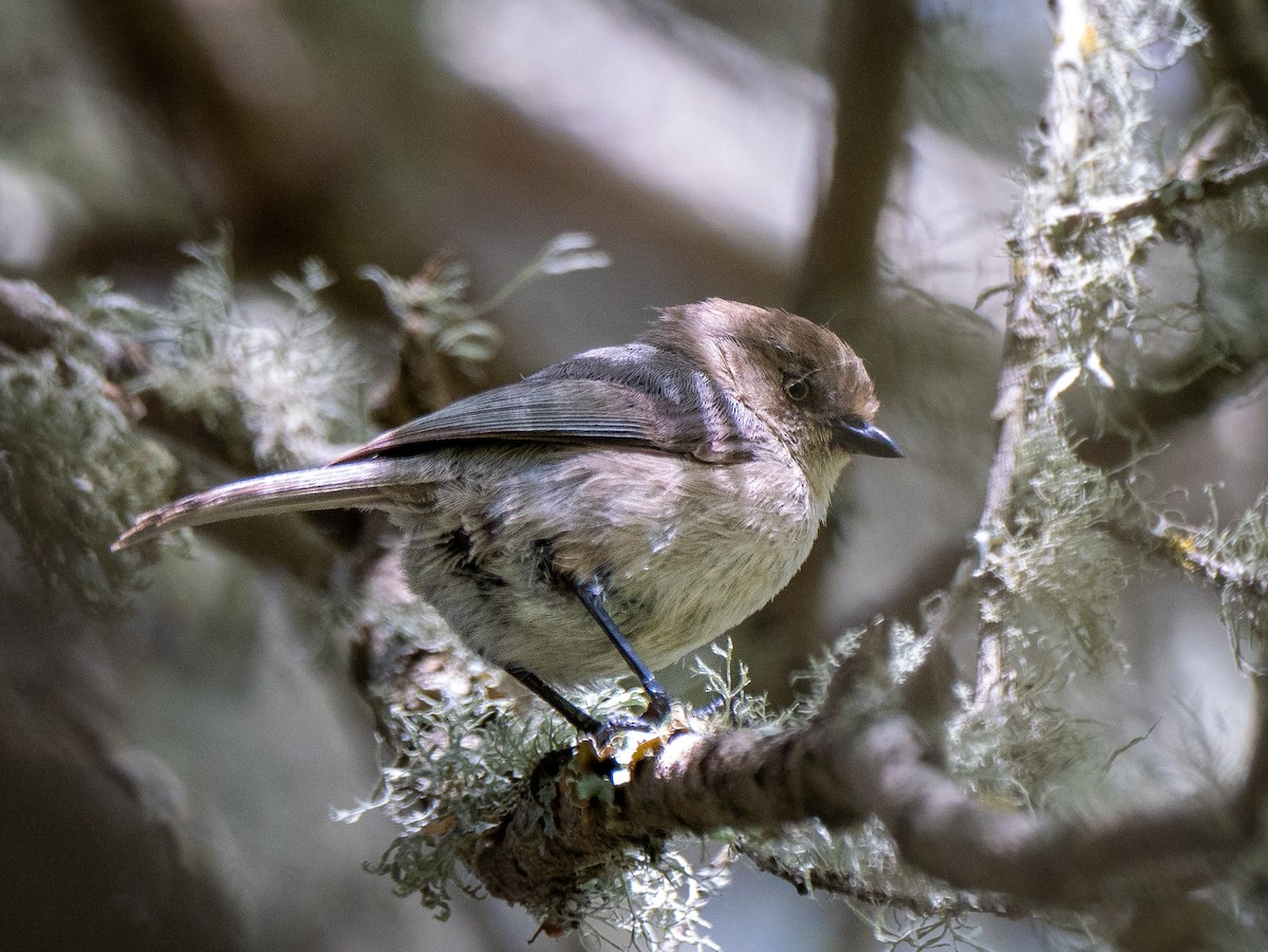 Bushtit - ML563171721