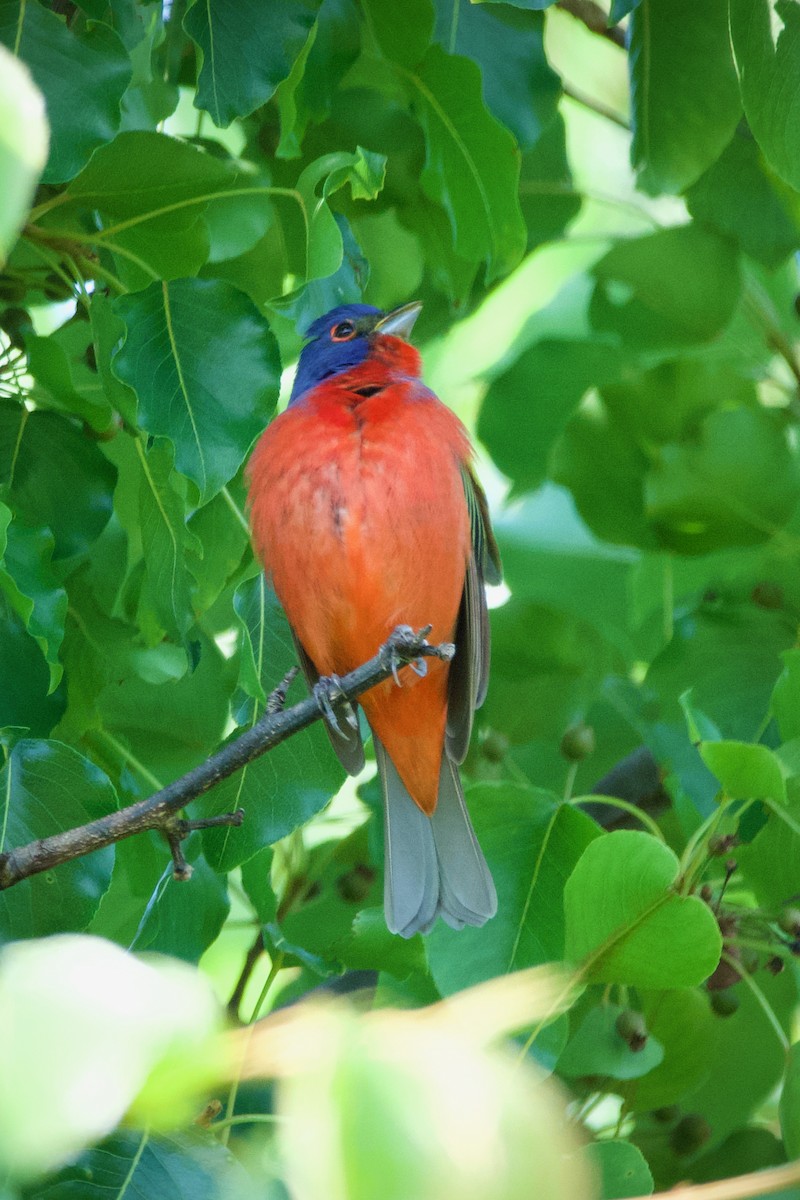 Painted Bunting - ML563172321