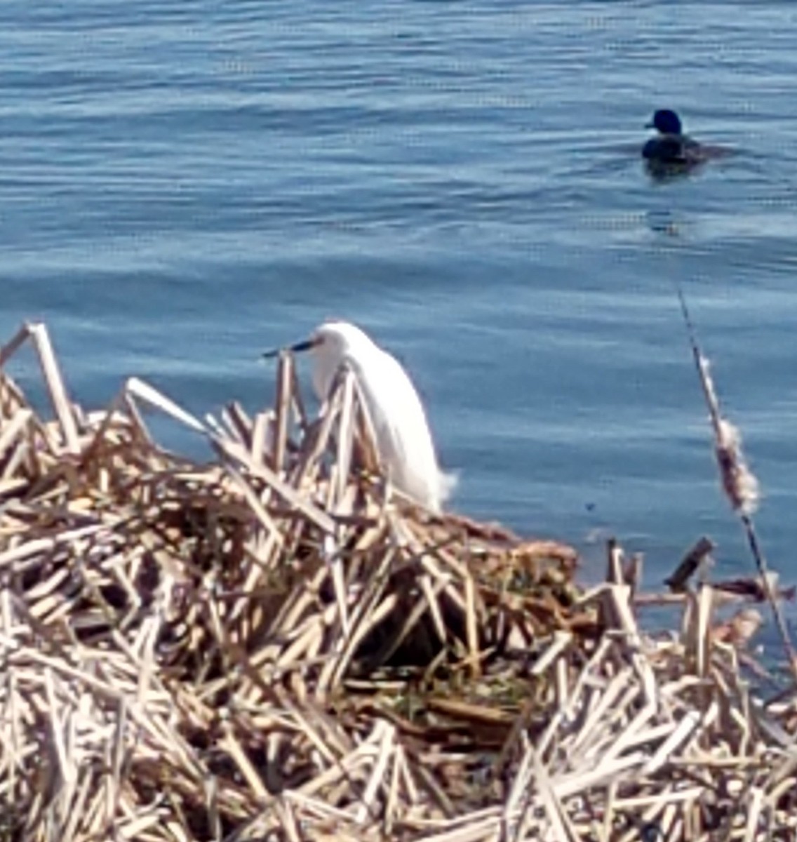 Snowy Egret - ML563172441