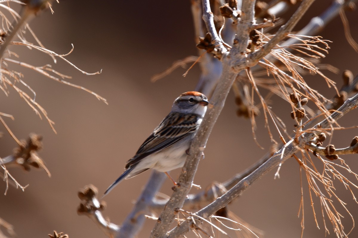 Chipping Sparrow - ML563172451