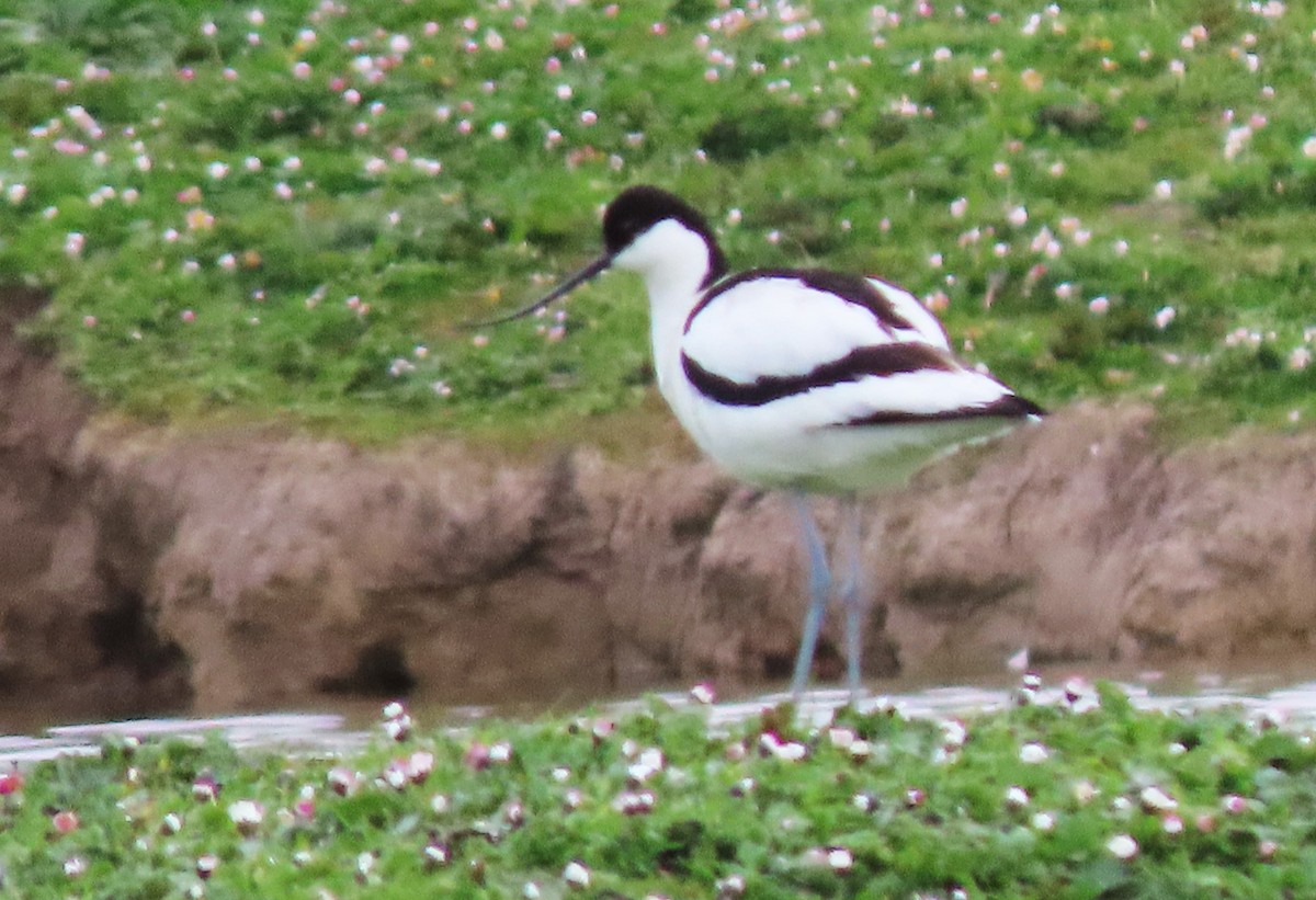 Pied Avocet - ML563172871