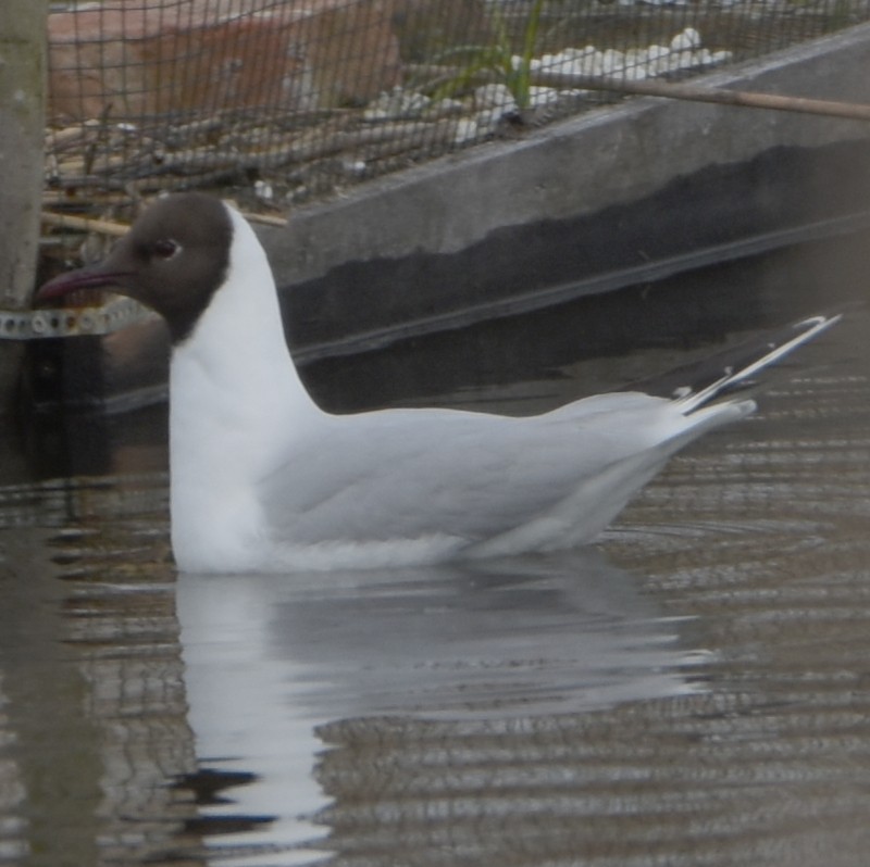 Black-headed Gull - ML563173501