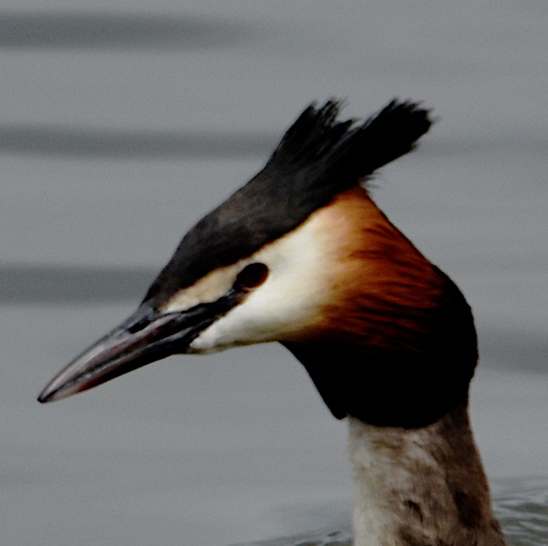 Great Crested Grebe - ML563173591