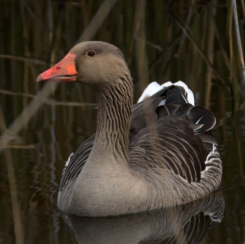 Graylag Goose - ML563173721