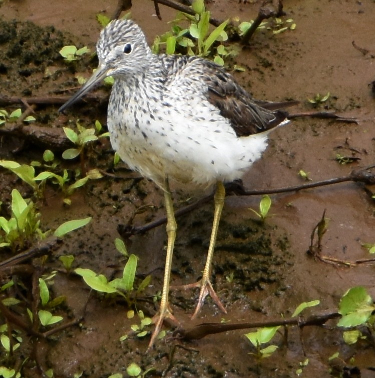 Common Greenshank - ML563173911