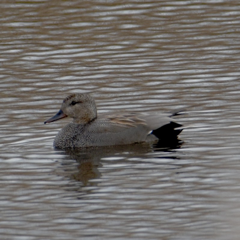 Gadwall - ML563174281