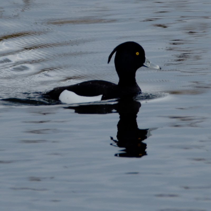 Tufted Duck - ML563174381
