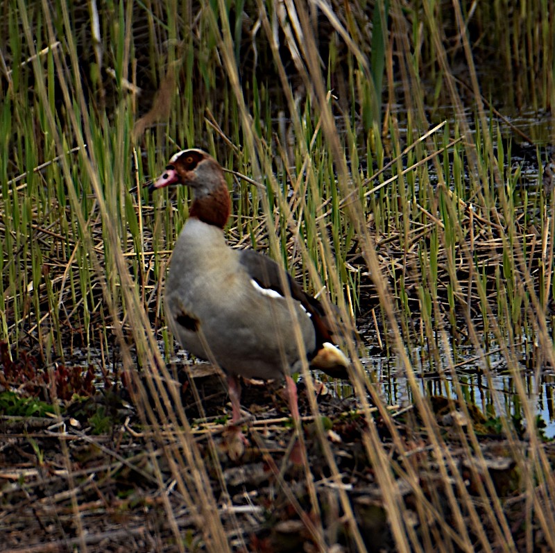 Egyptian Goose - ML563174601