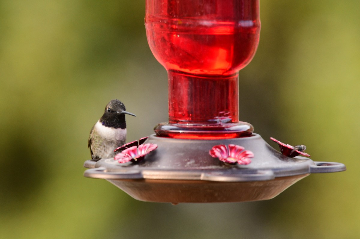 Black-chinned Hummingbird - ML563174651