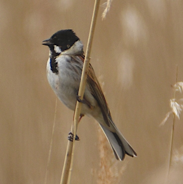 Reed Bunting - ML563174711