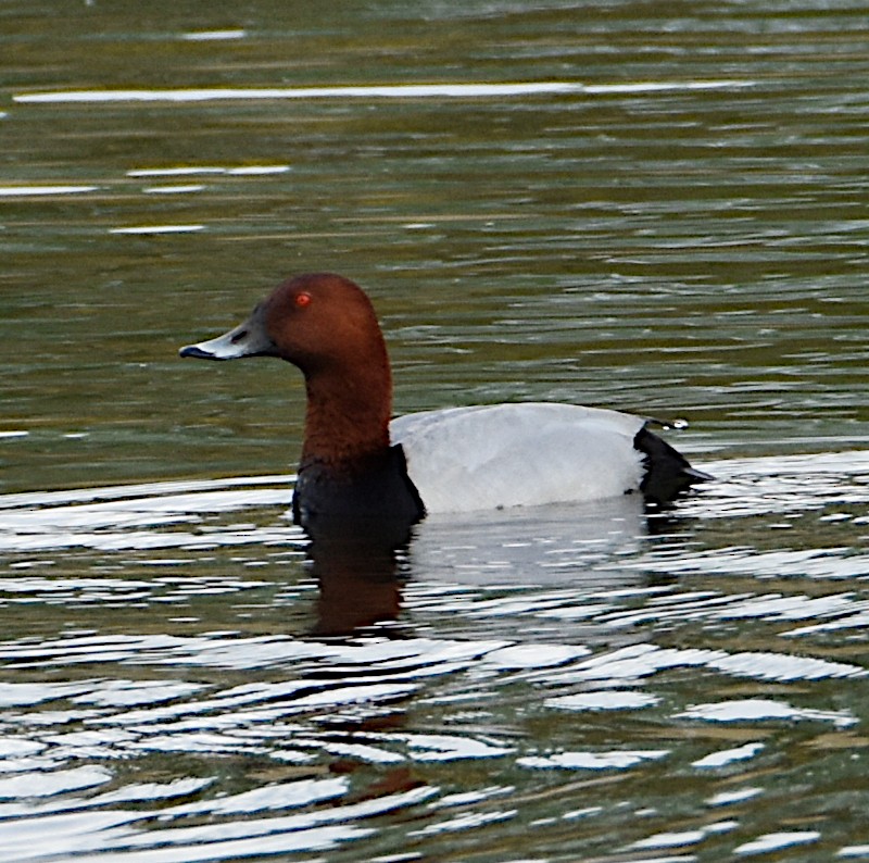 Common Pochard - ML563175011