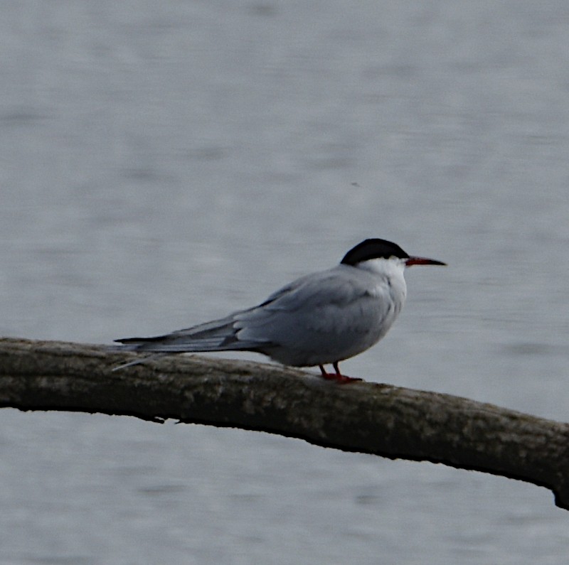 Common Tern - ML563175221