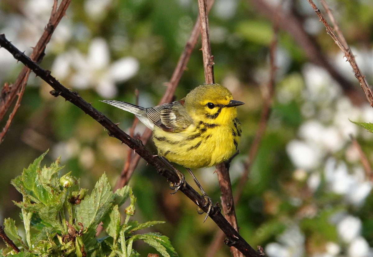 Prairie Warbler - ML563175231