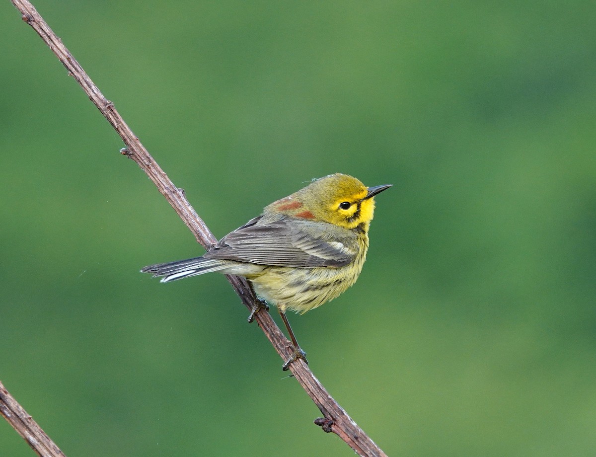 Prairie Warbler - ML563175241