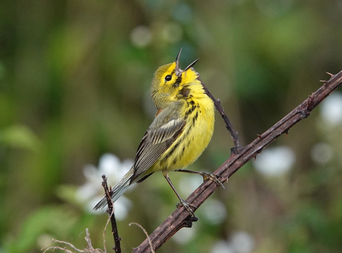 Prairie Warbler - ML563175251