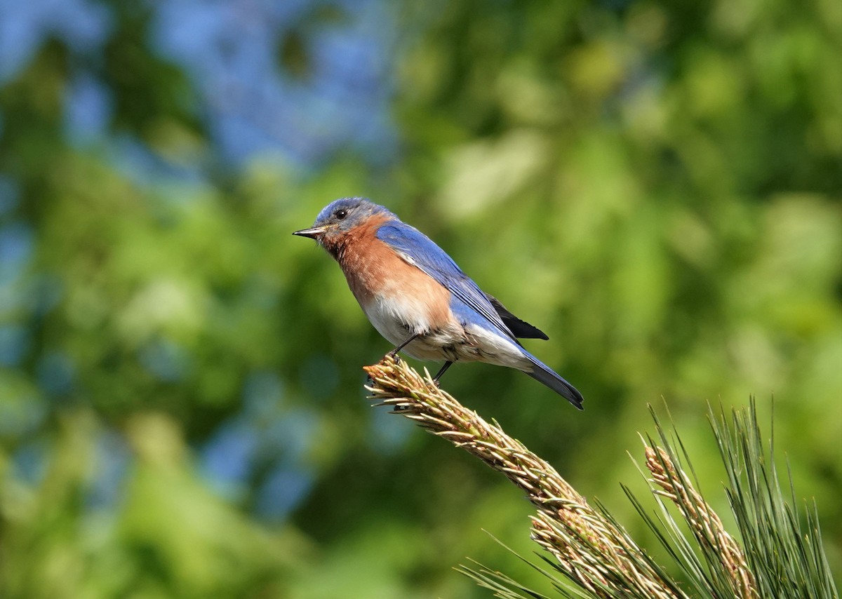 Eastern Bluebird - ML563175551