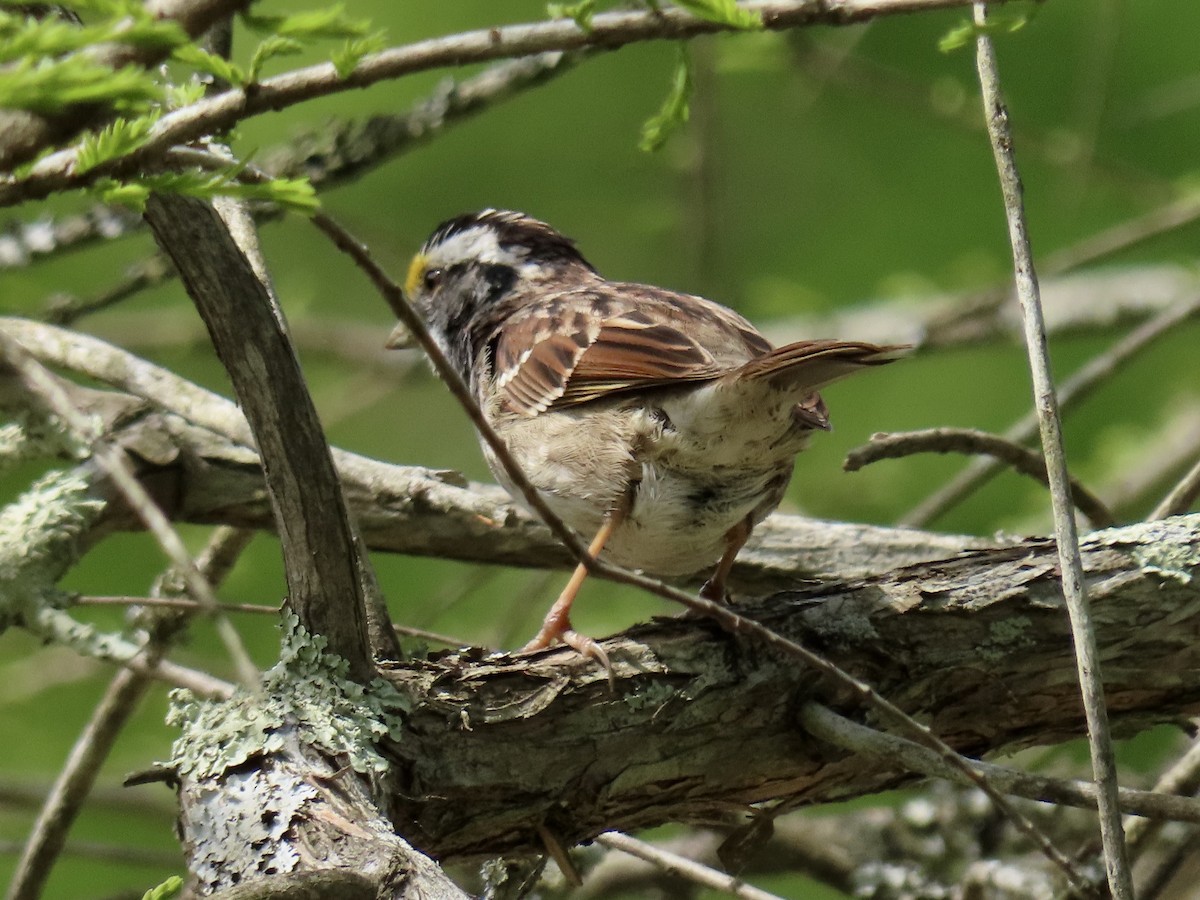 White-throated Sparrow - ML563176521