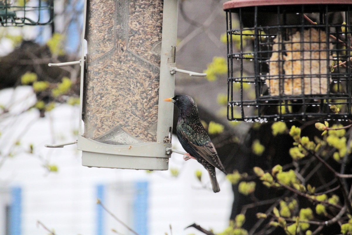 European Starling - Dennis Cutter