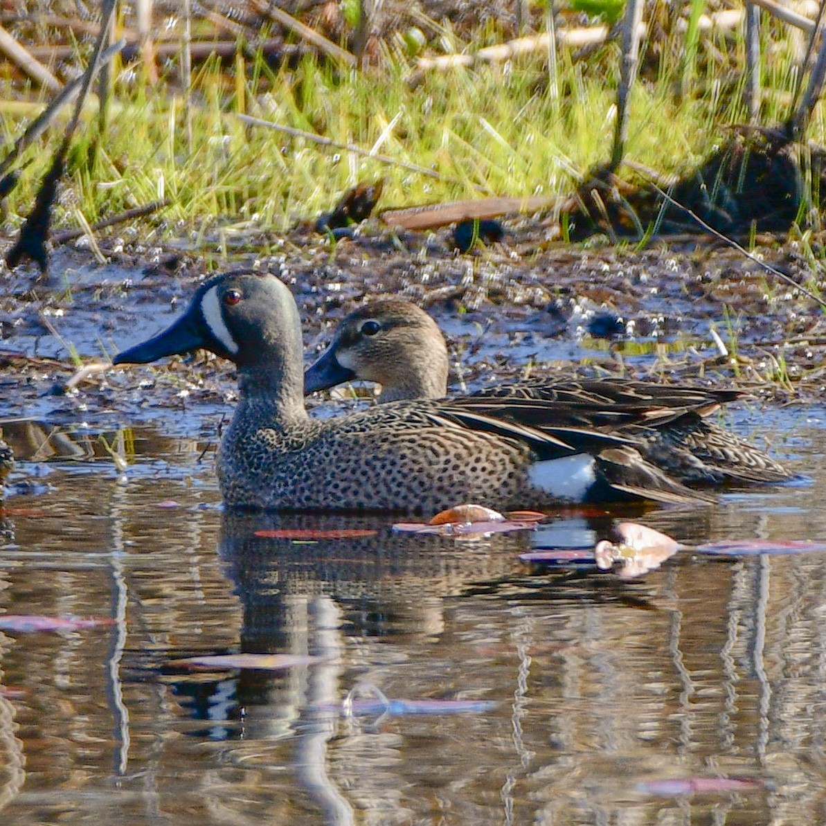 Blue-winged Teal - ML563177101