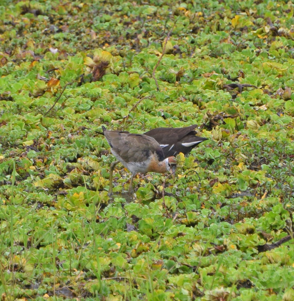 Bronze-winged Jacana - John Bruin