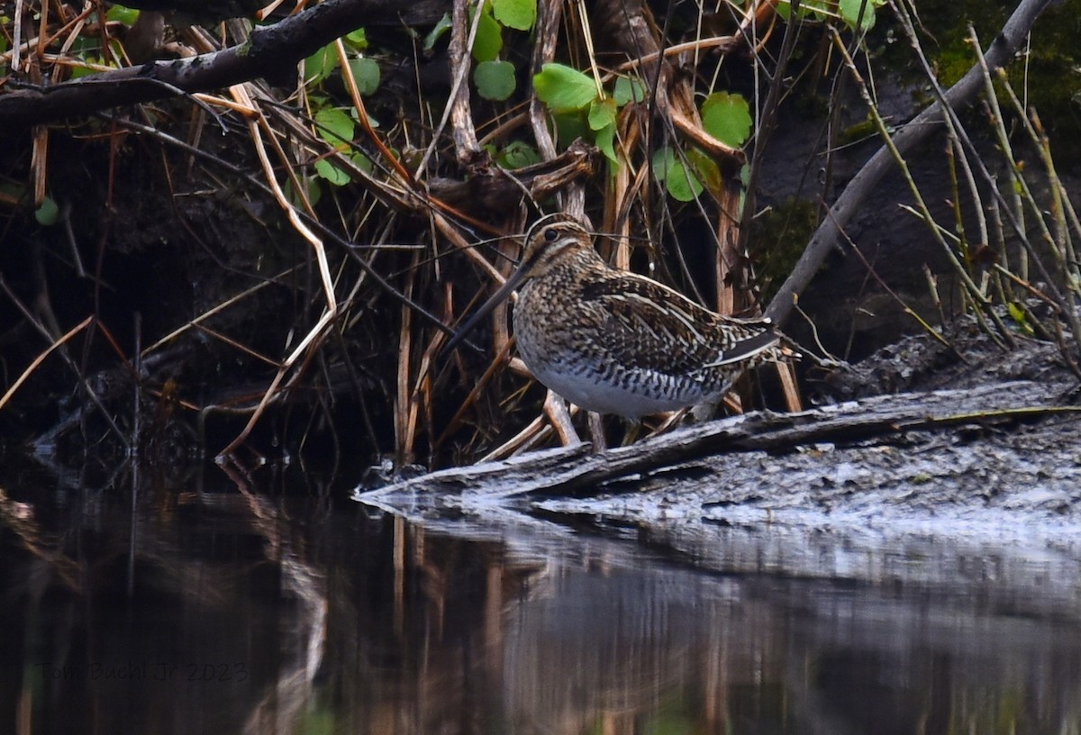 Wilson's Snipe - ML563178771