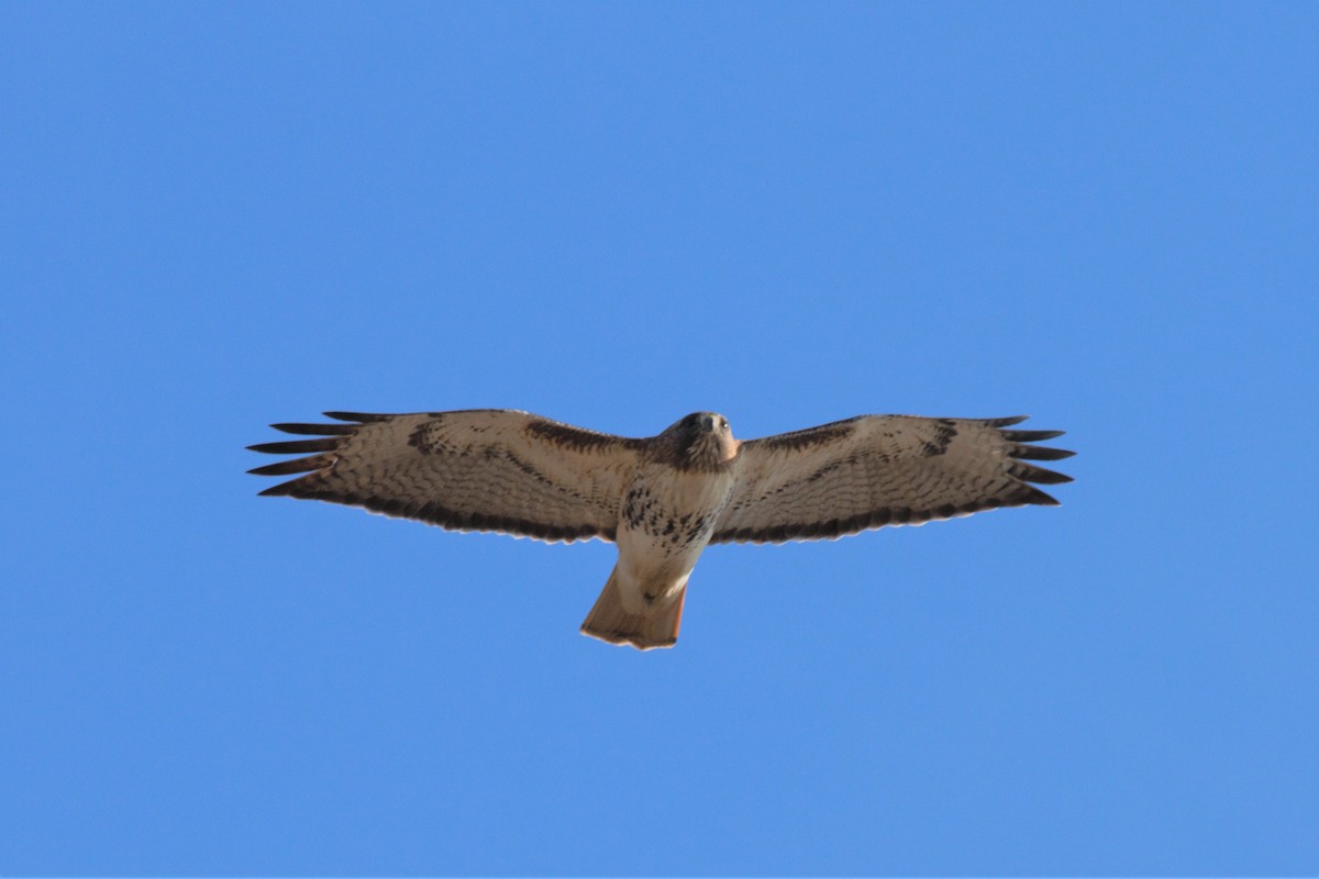 Red-tailed Hawk - ML56317941