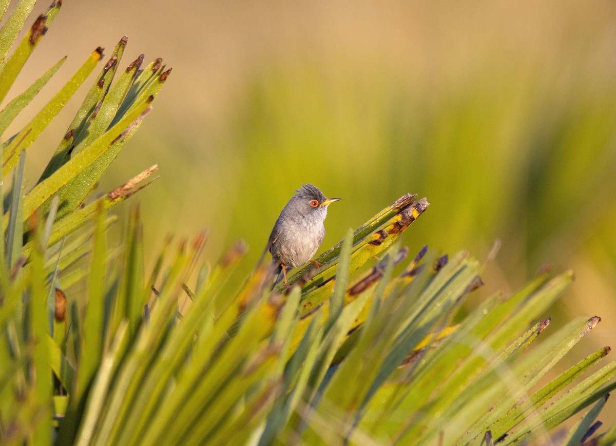 Balearic Warbler - ML563179851