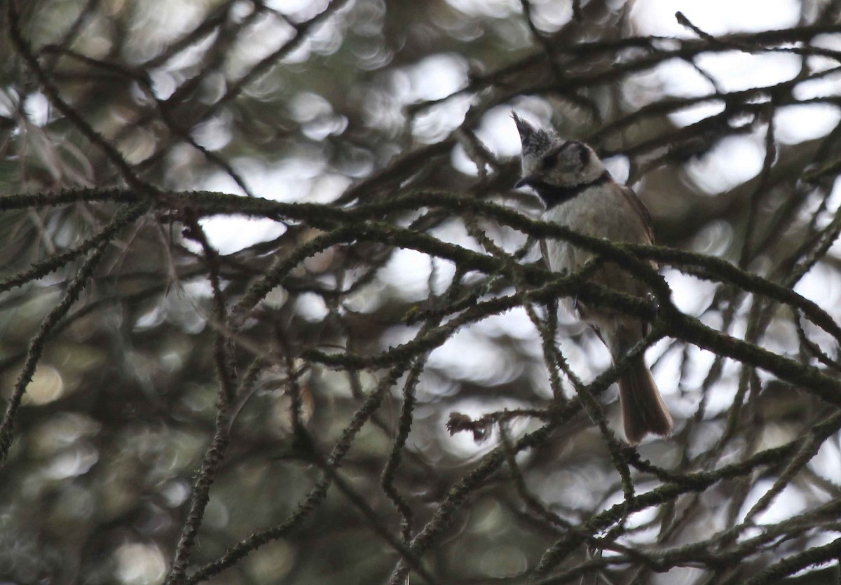 Crested Tit - ML563180101