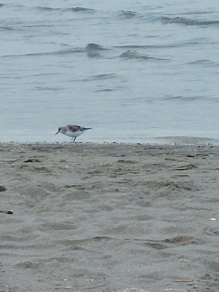 Bécasseau sanderling - ML563180441