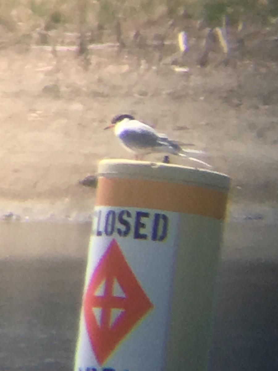 Forster's Tern - ML563181961