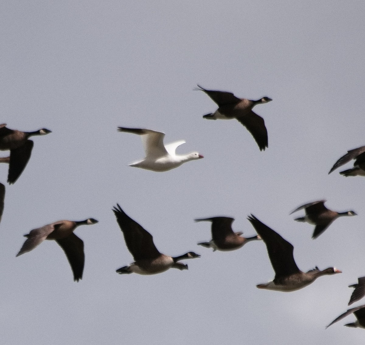 Ross's Goose - ML563181971