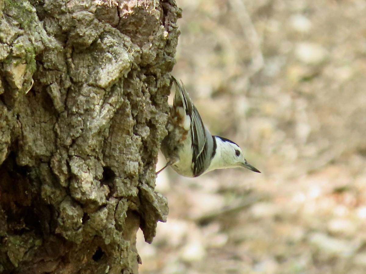 White-breasted Nuthatch - ML563183611
